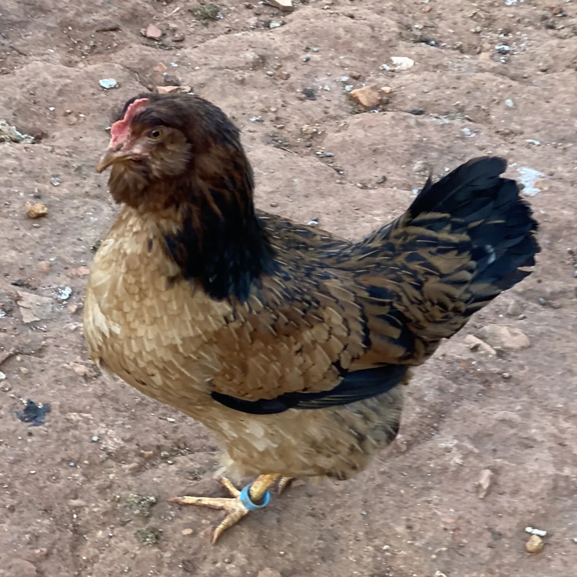 Easter Eggers