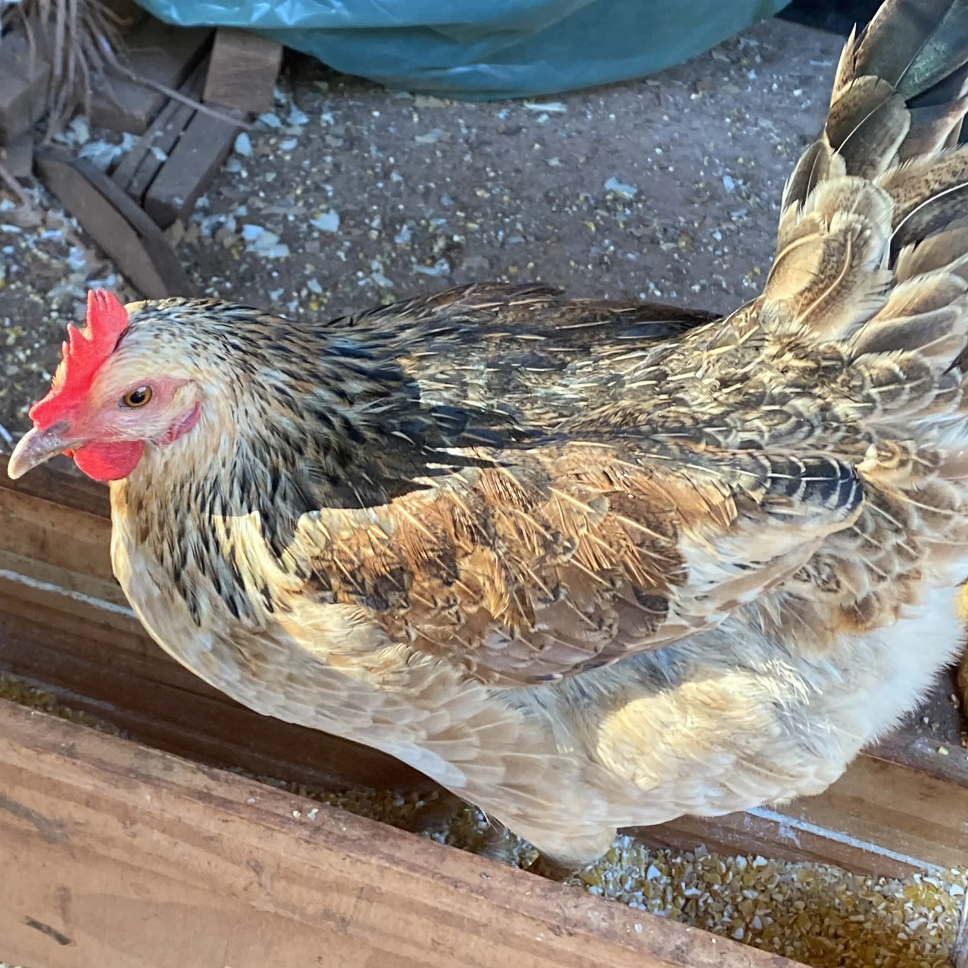 Easter Eggers