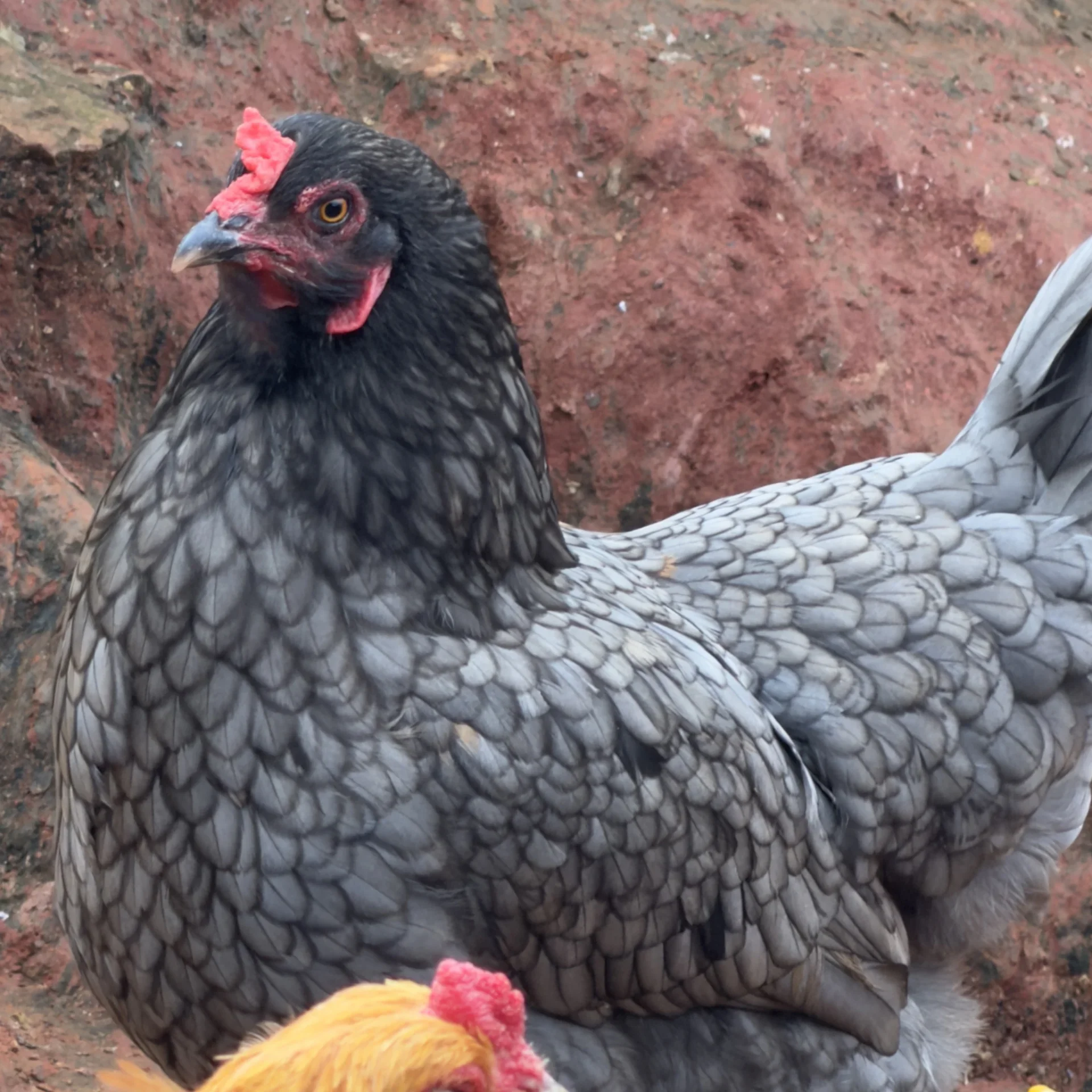 Easter Eggers