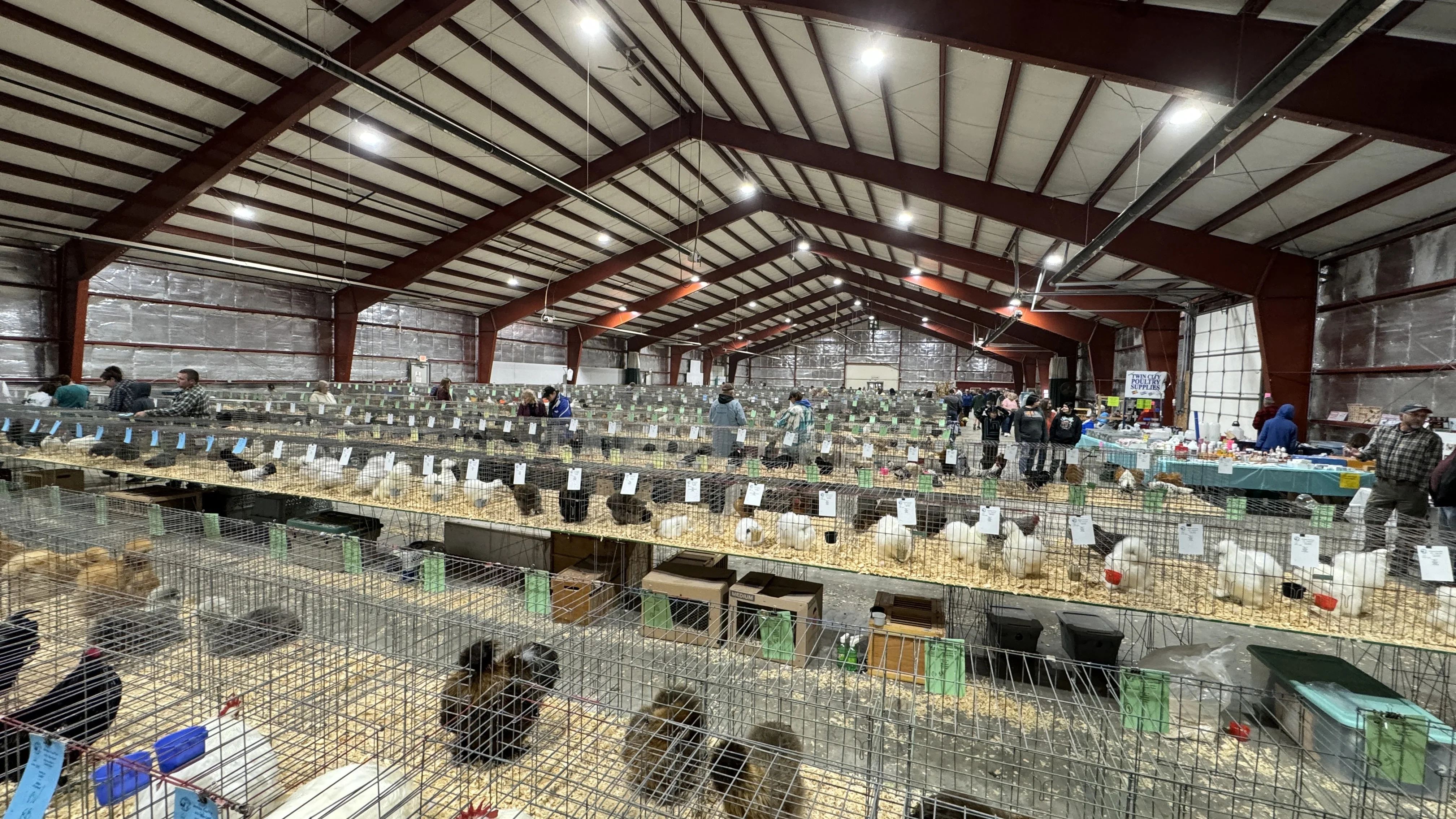 Ameraucana em exposição
