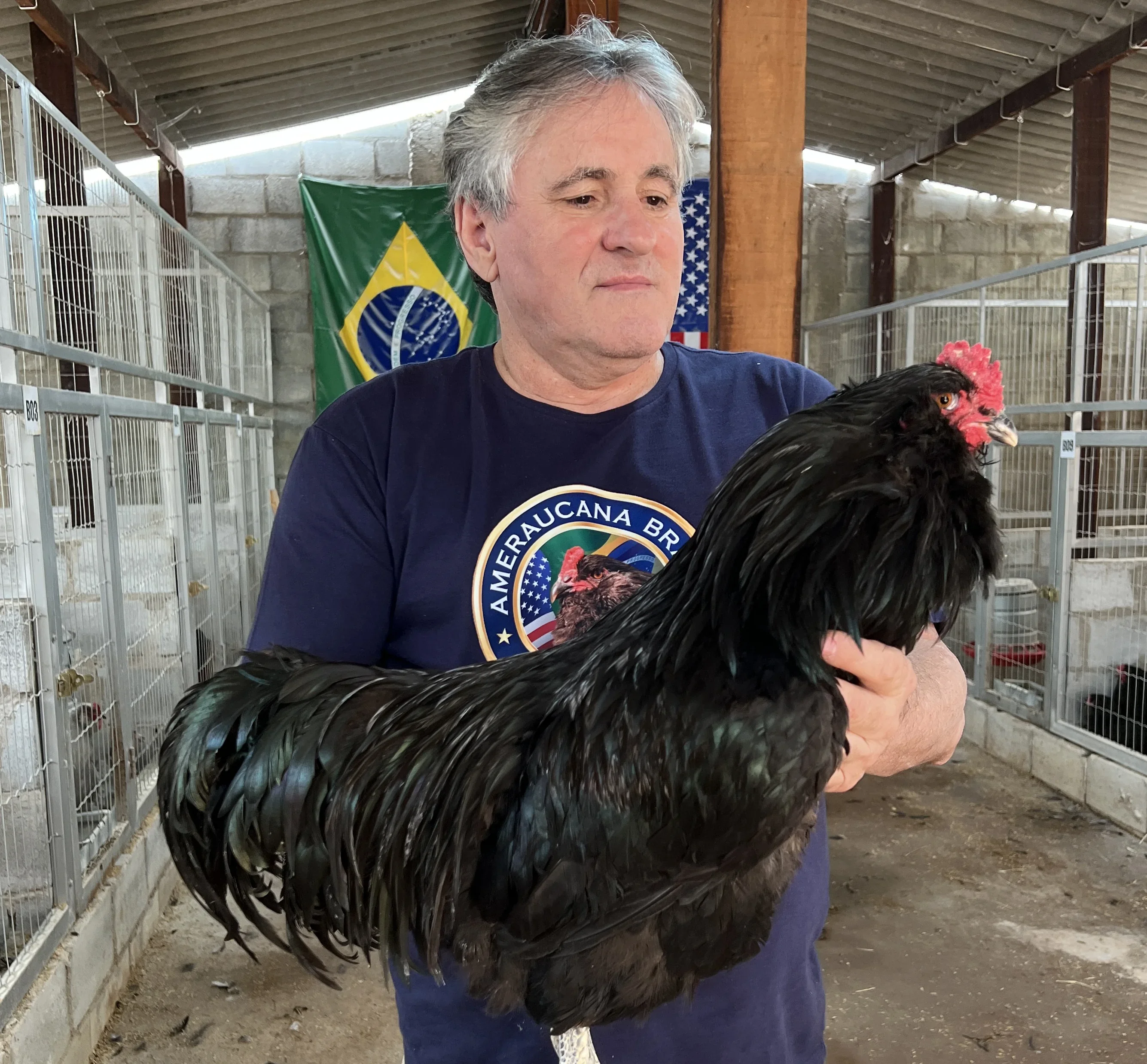 Ameraucana em exposição