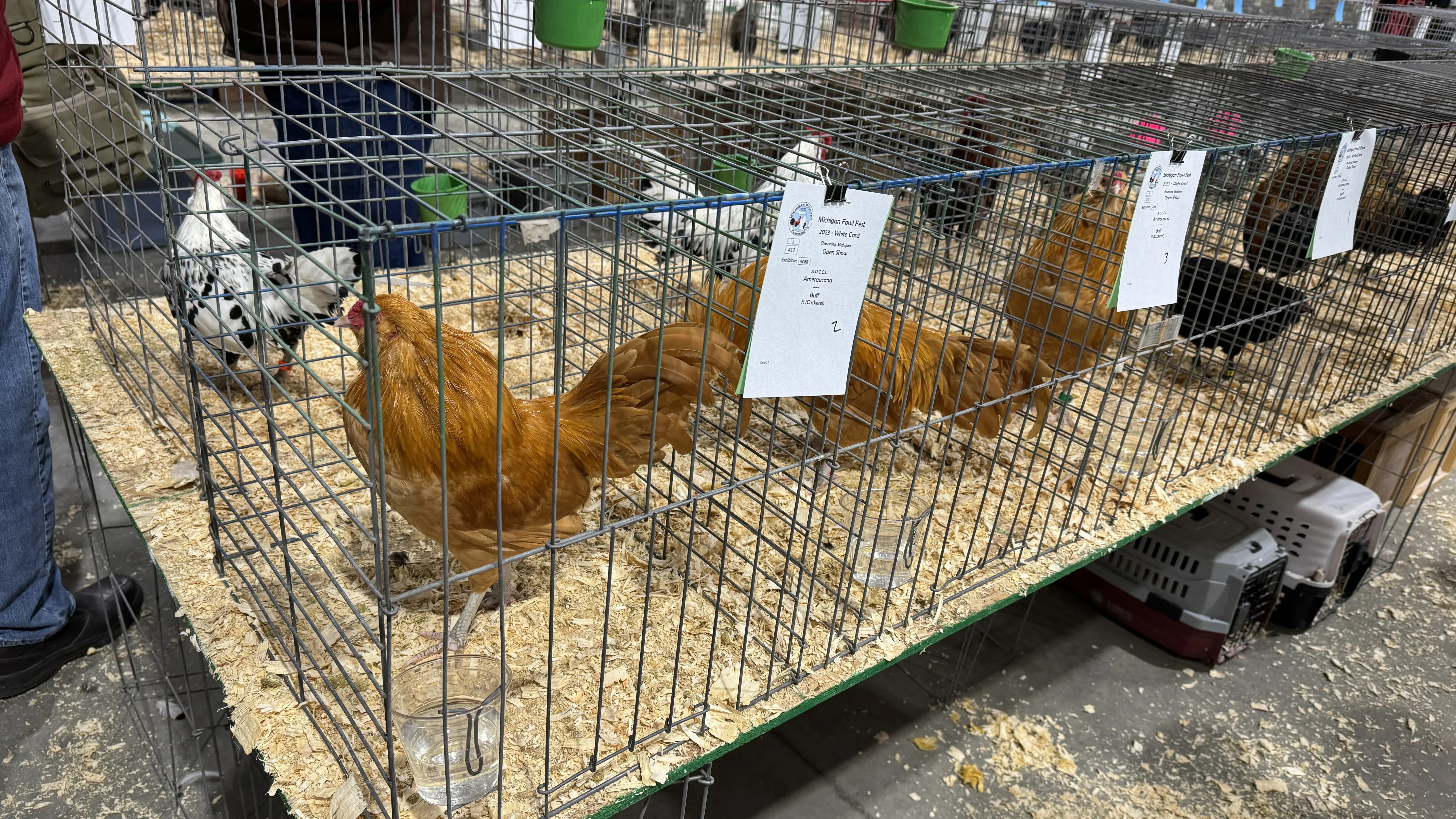 Manejo de aves para exposição