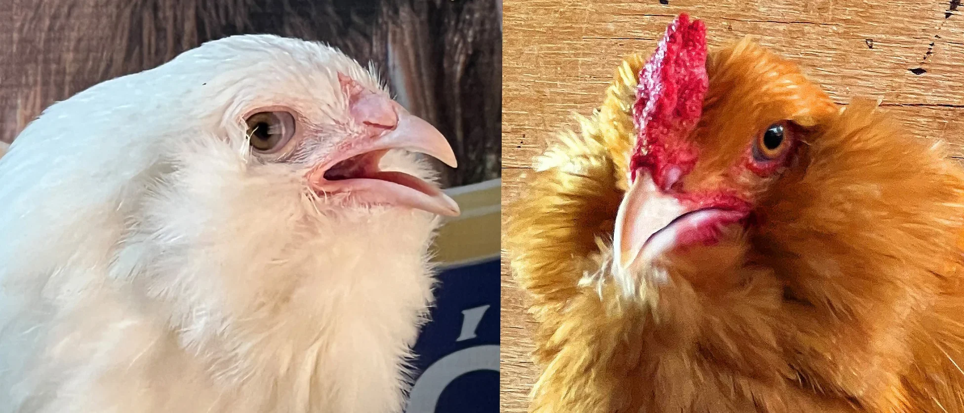 Ameraucana com muffs e barba completos