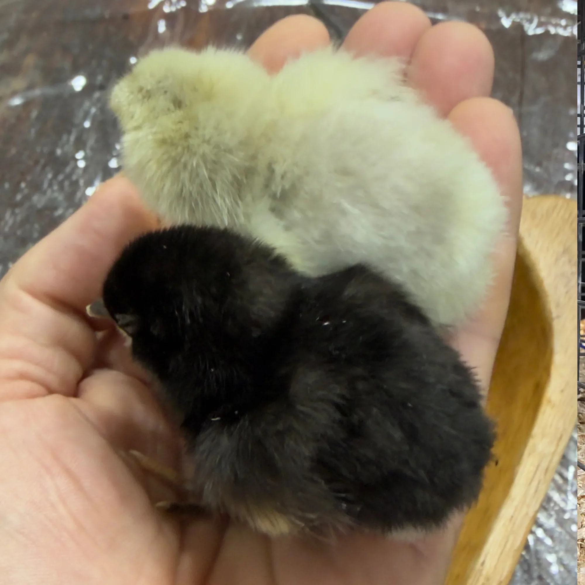 Ameraucanas Bantams