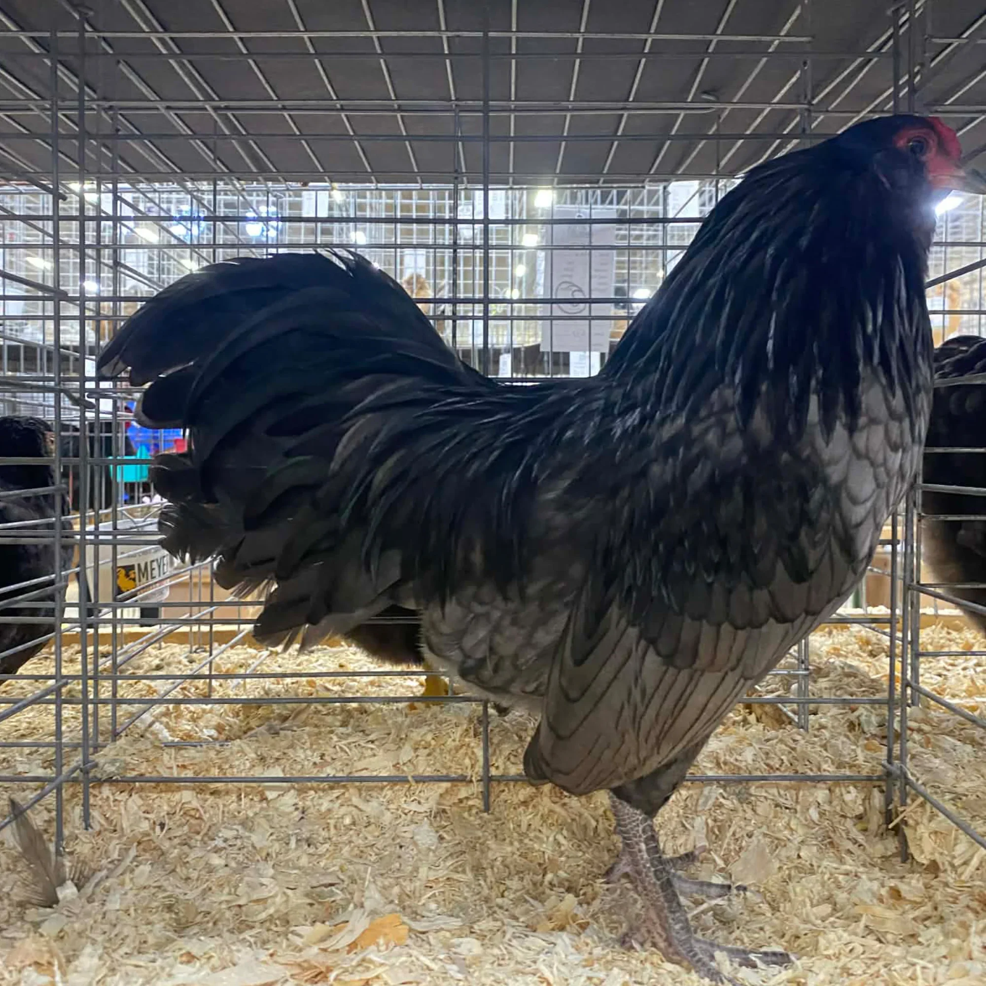 Ameraucanas Bantams