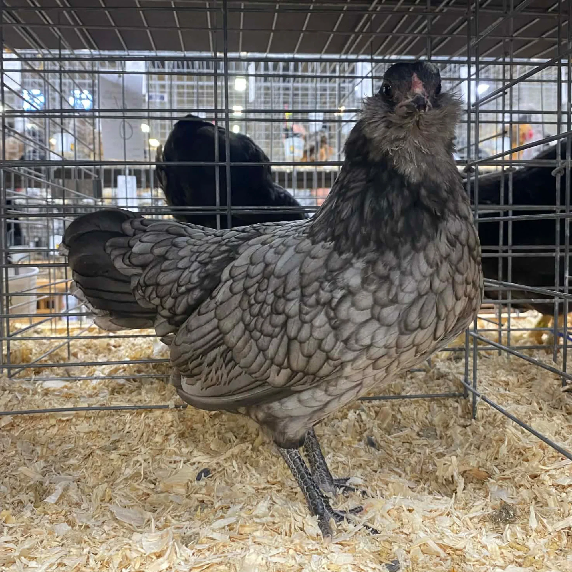 Ameraucanas Bantams
