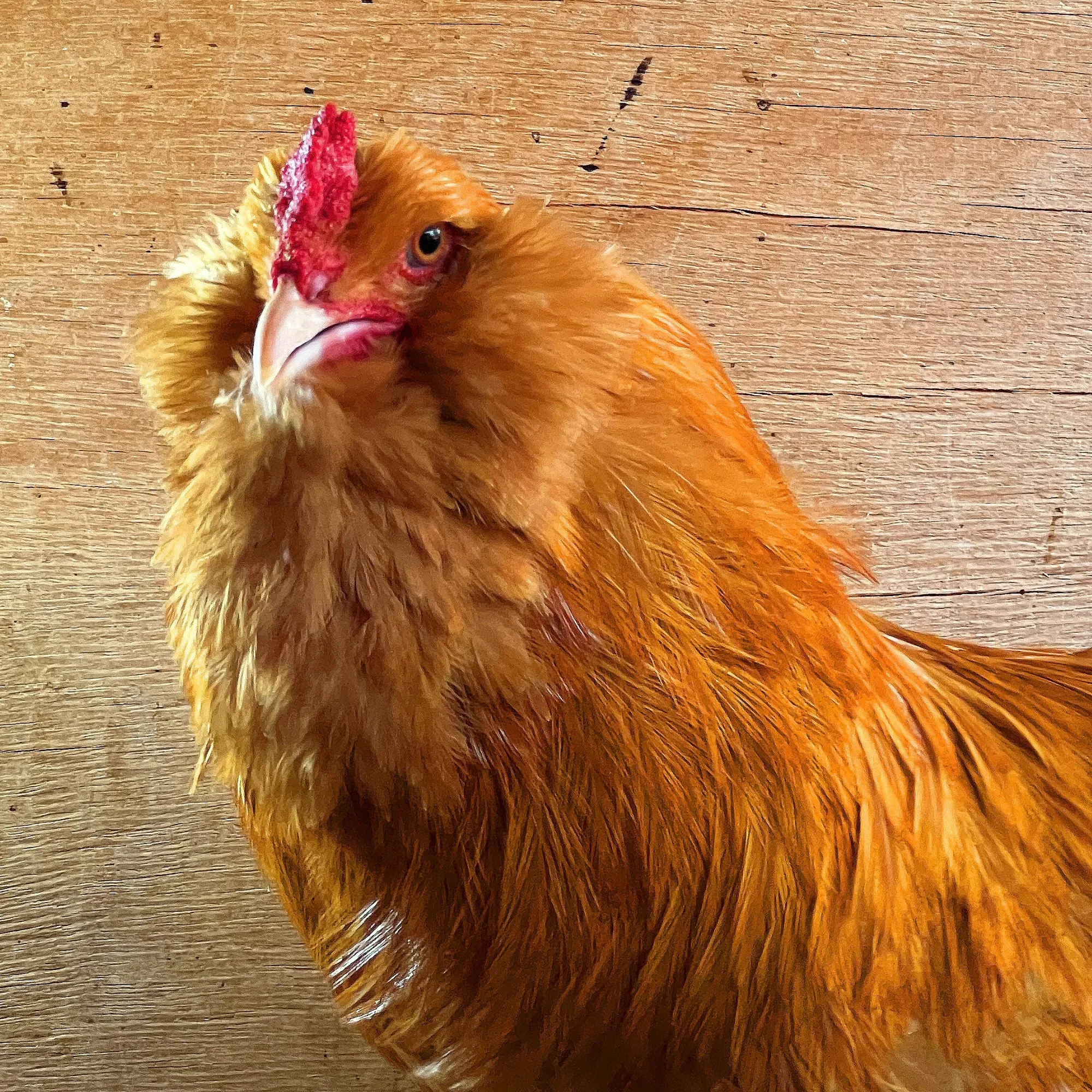 Ameraucana Buff