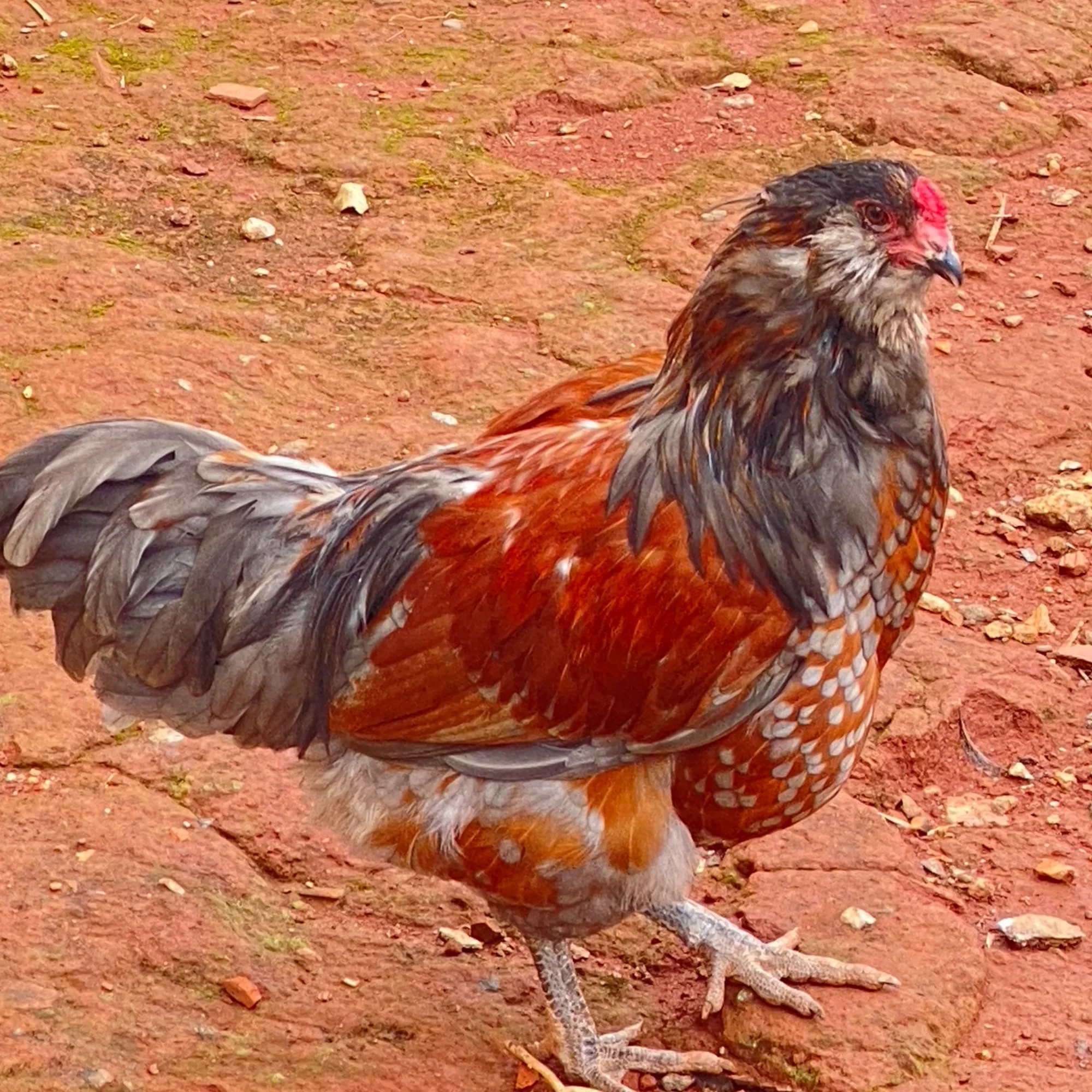 Araucana, Ameraucana e Easter Egger