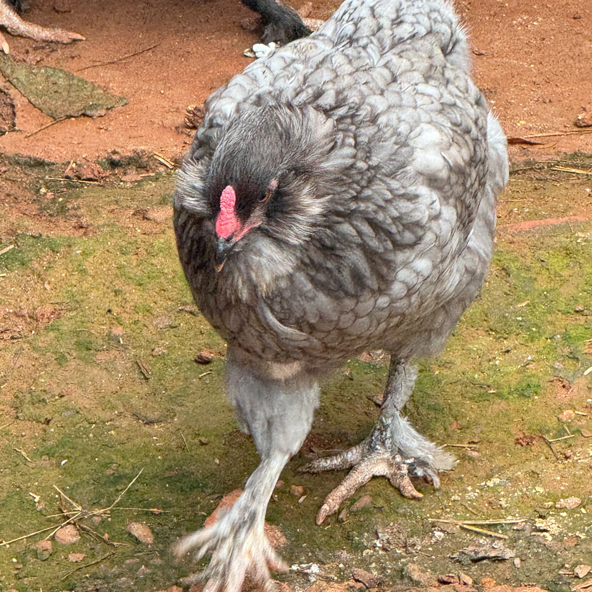 Araucana, Ameraucana e Easter Egger