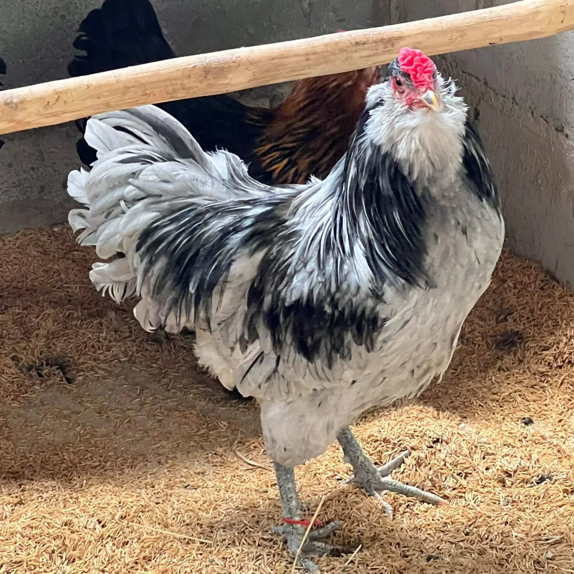 Ameraucana Splash fêmea