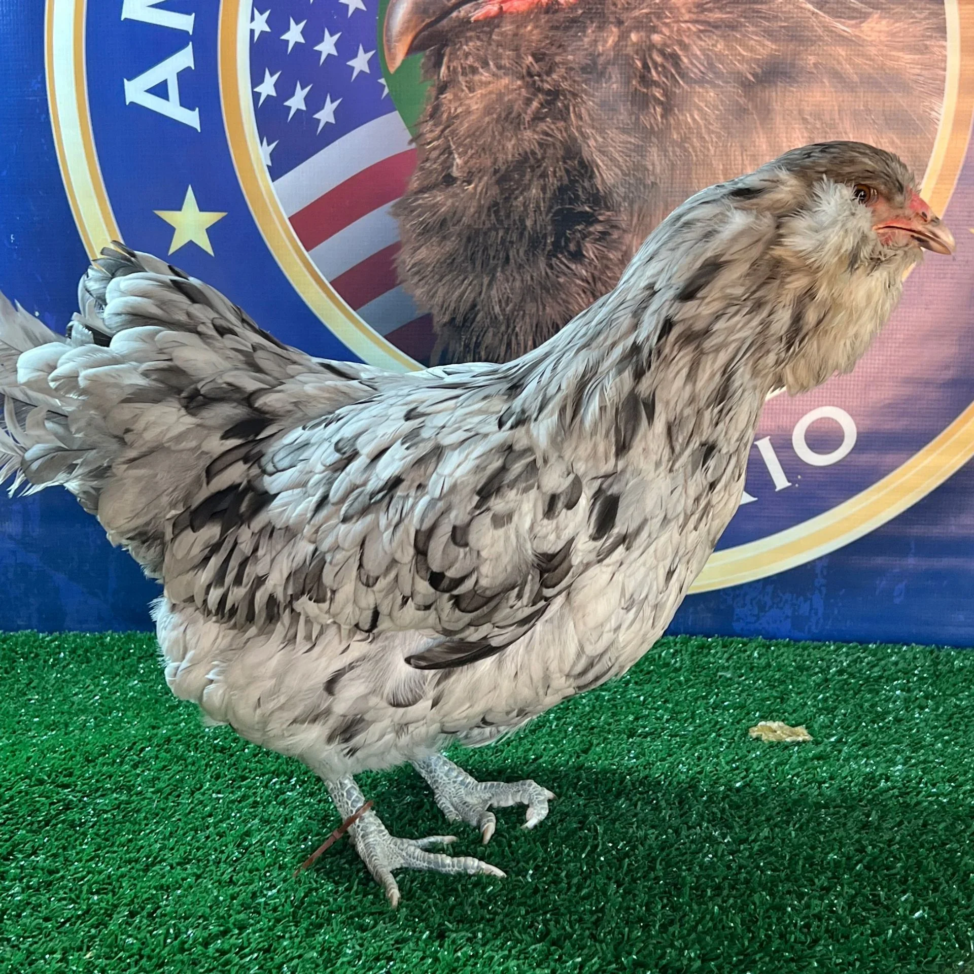 Ameraucana Splash