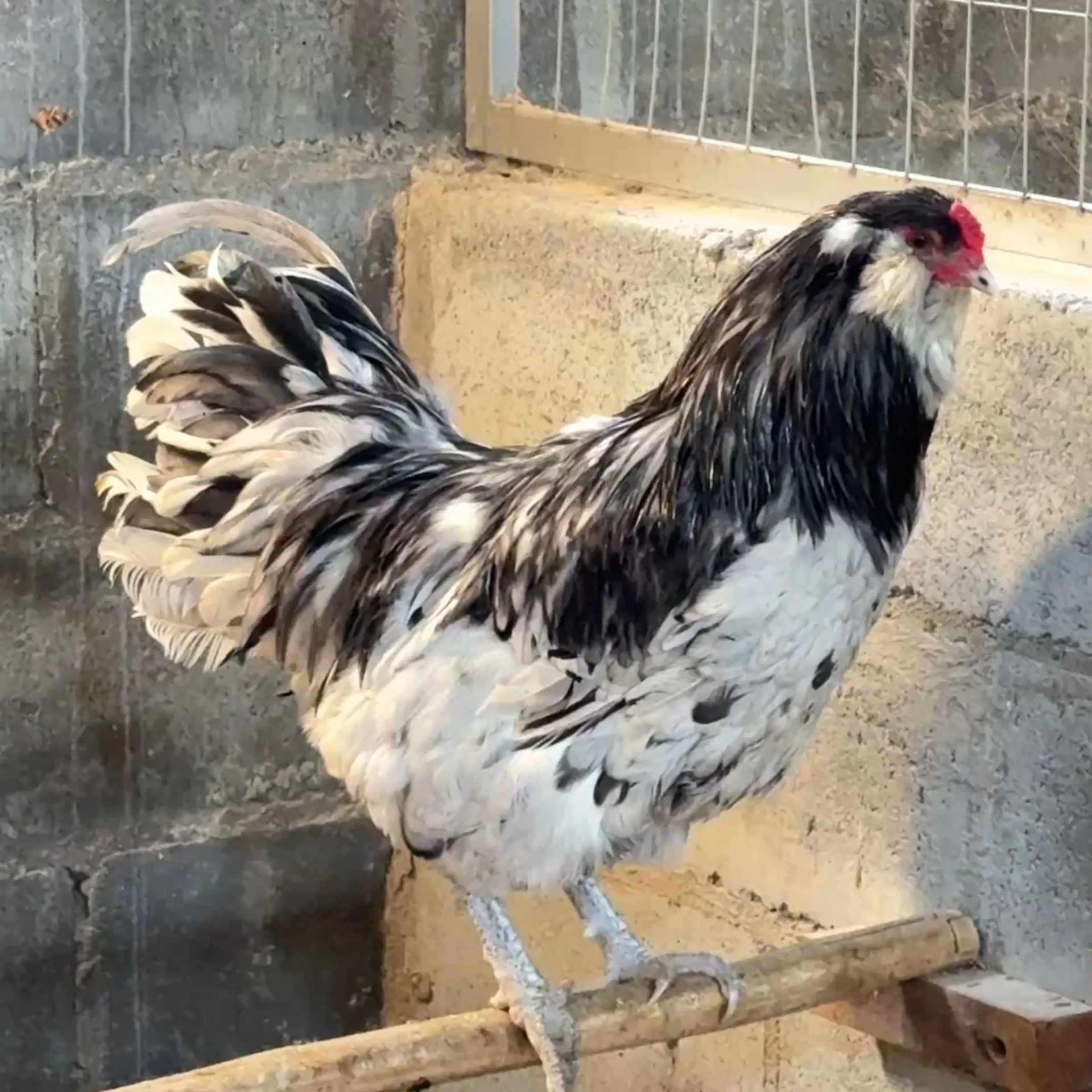 Ameraucana Splash
