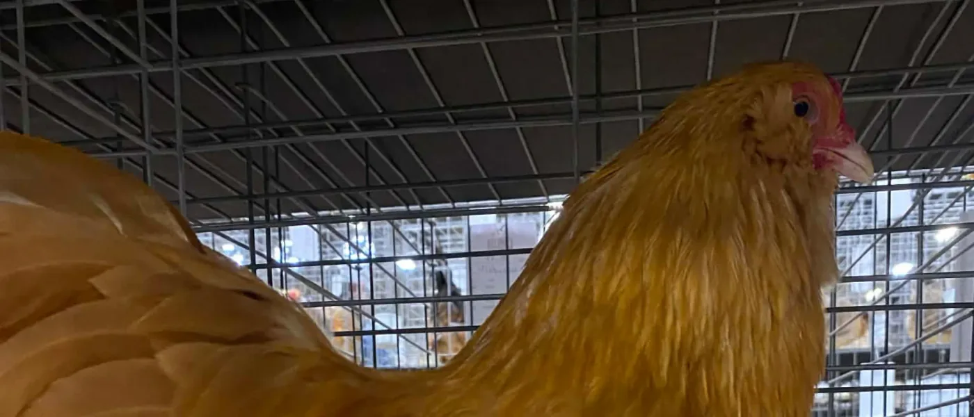 Ameraucanas Bantams