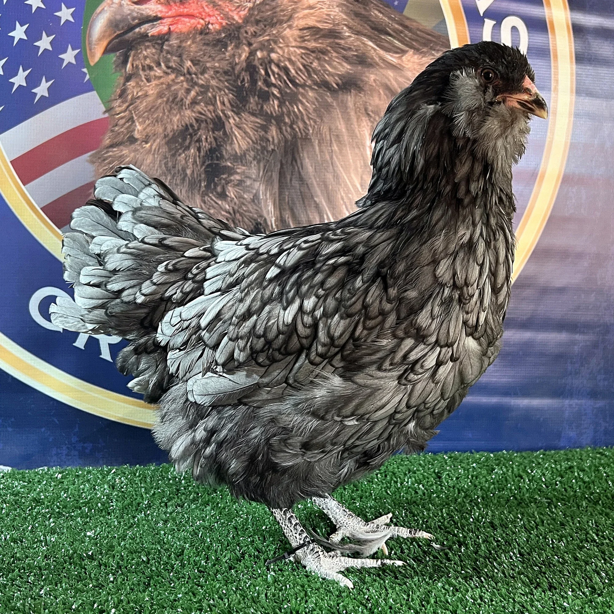 Ameraucana raça pura