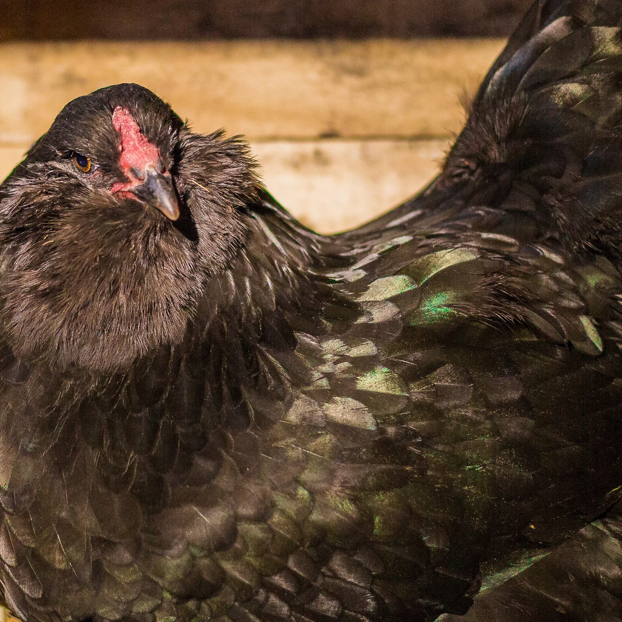 Ameraucana raça pura