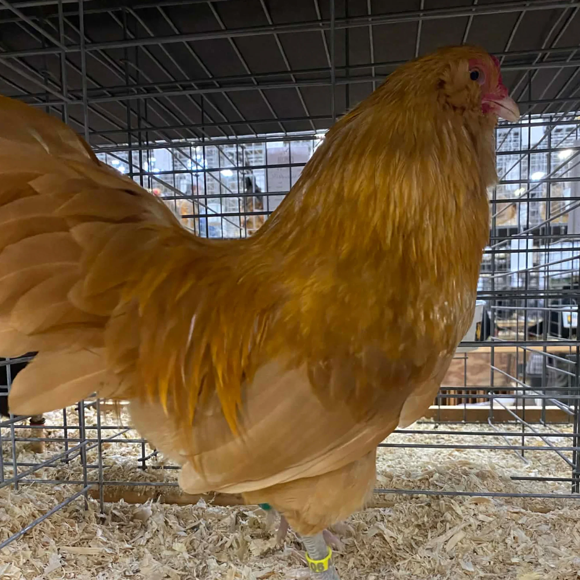 Ameraucana raça pura