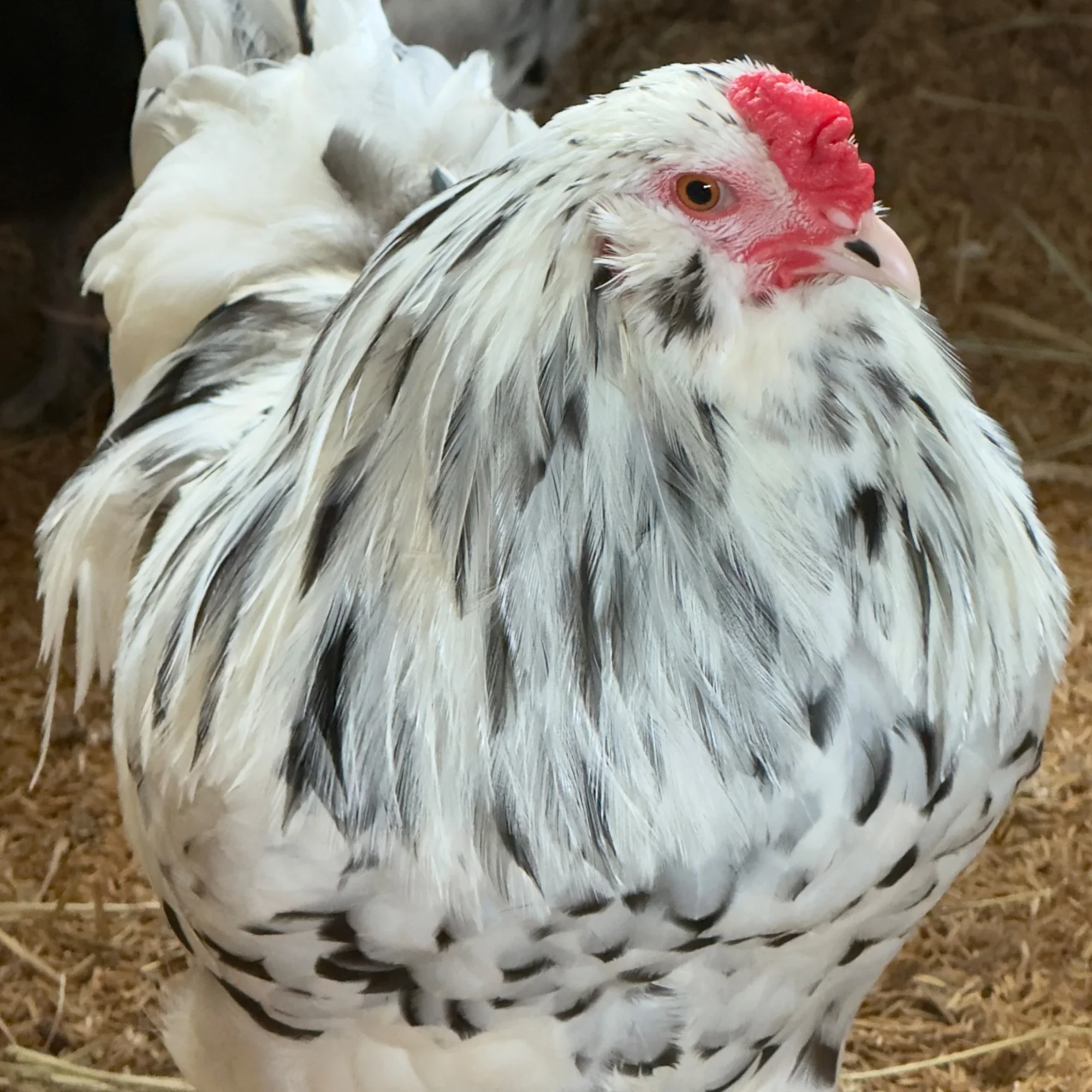 Ameraucana raça pura