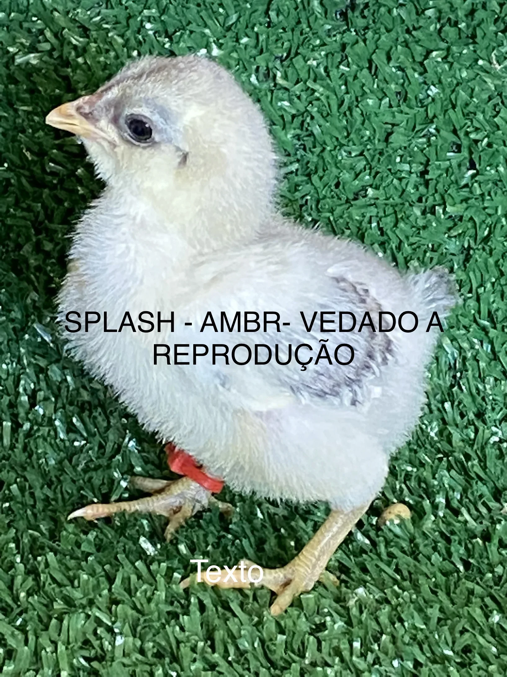 Sexagem de pintinhos Ameraucana