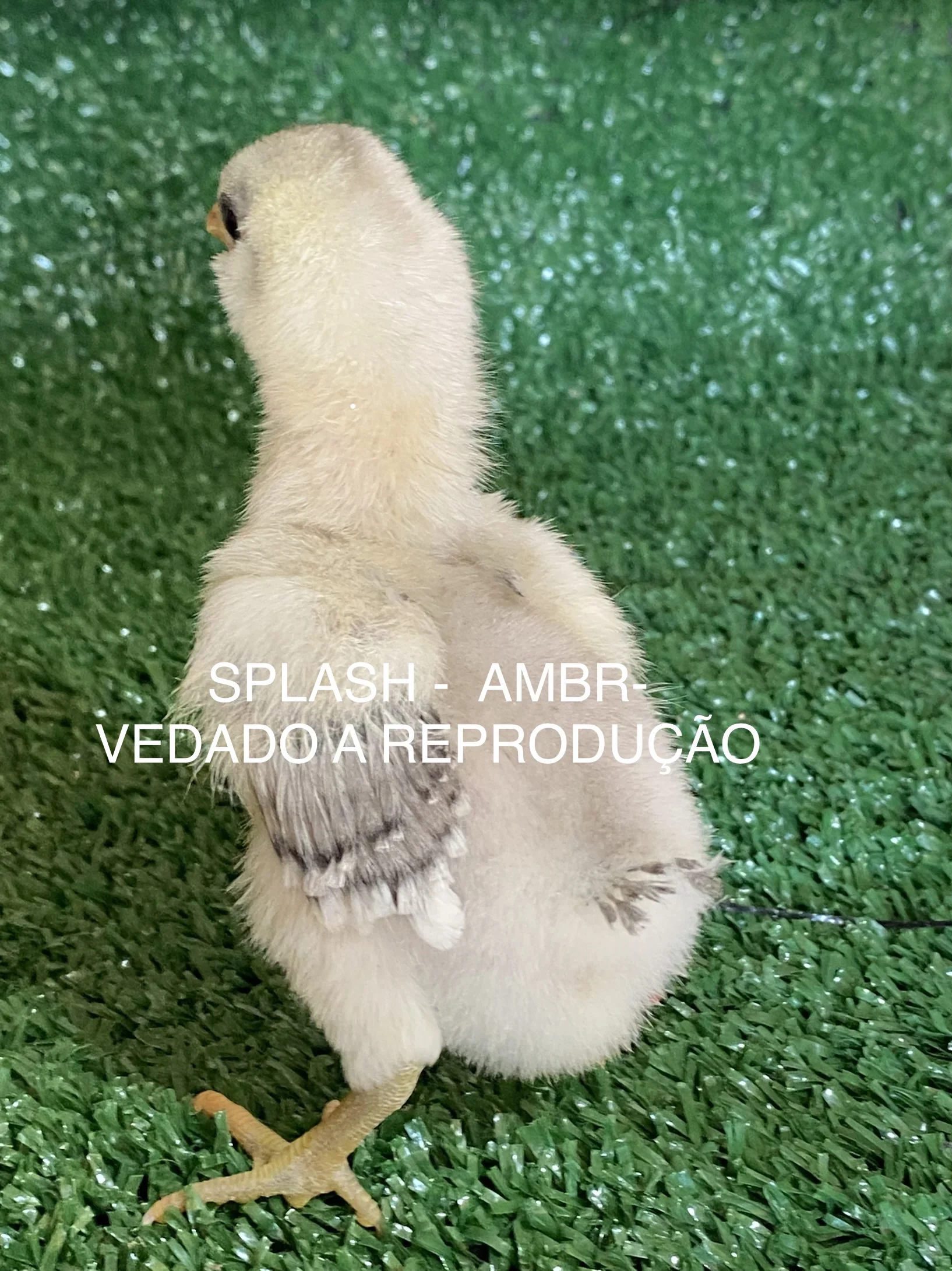 Sexagem de pintinhos Ameraucana