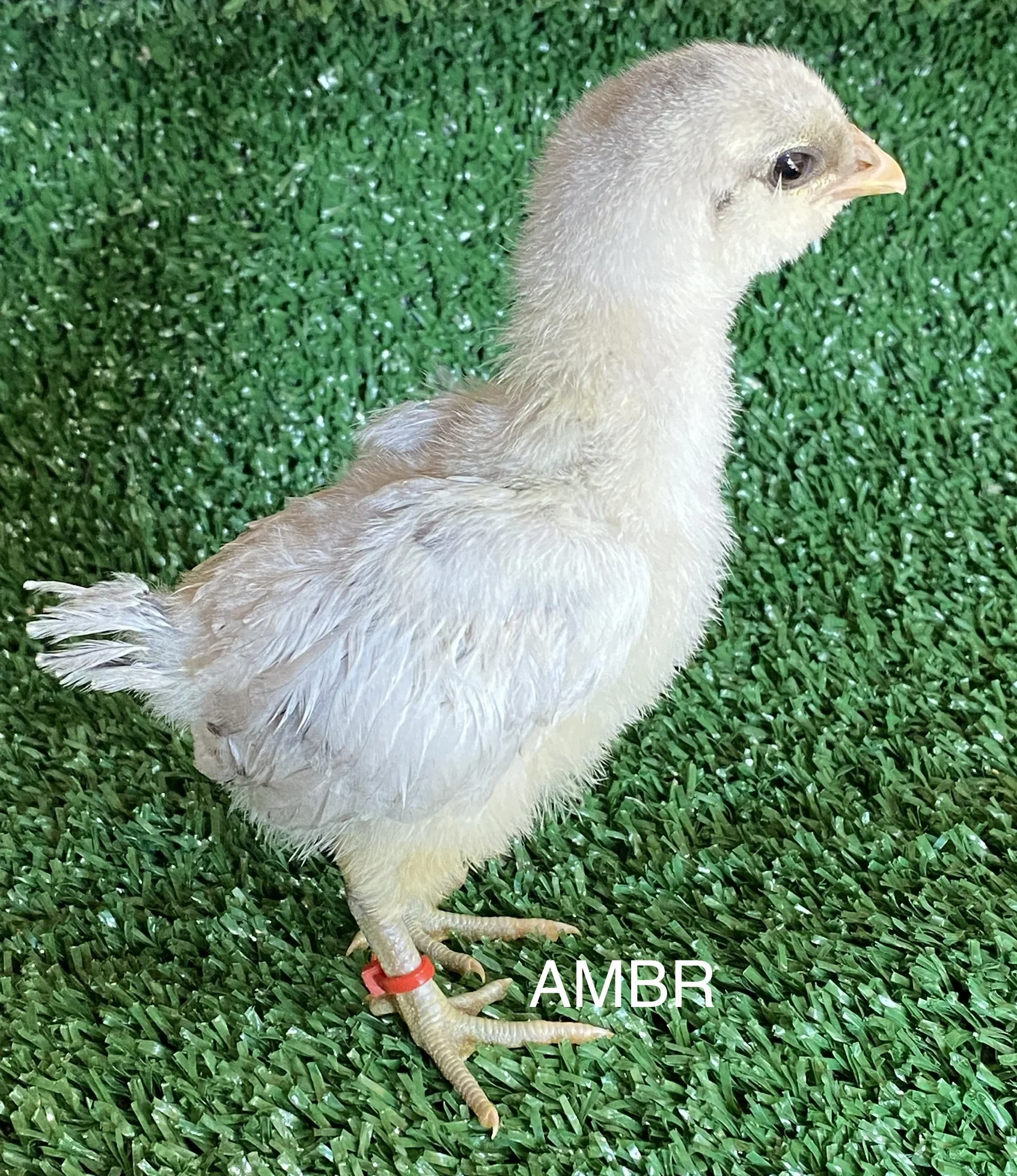 Sexagem de pintinhos Ameraucana