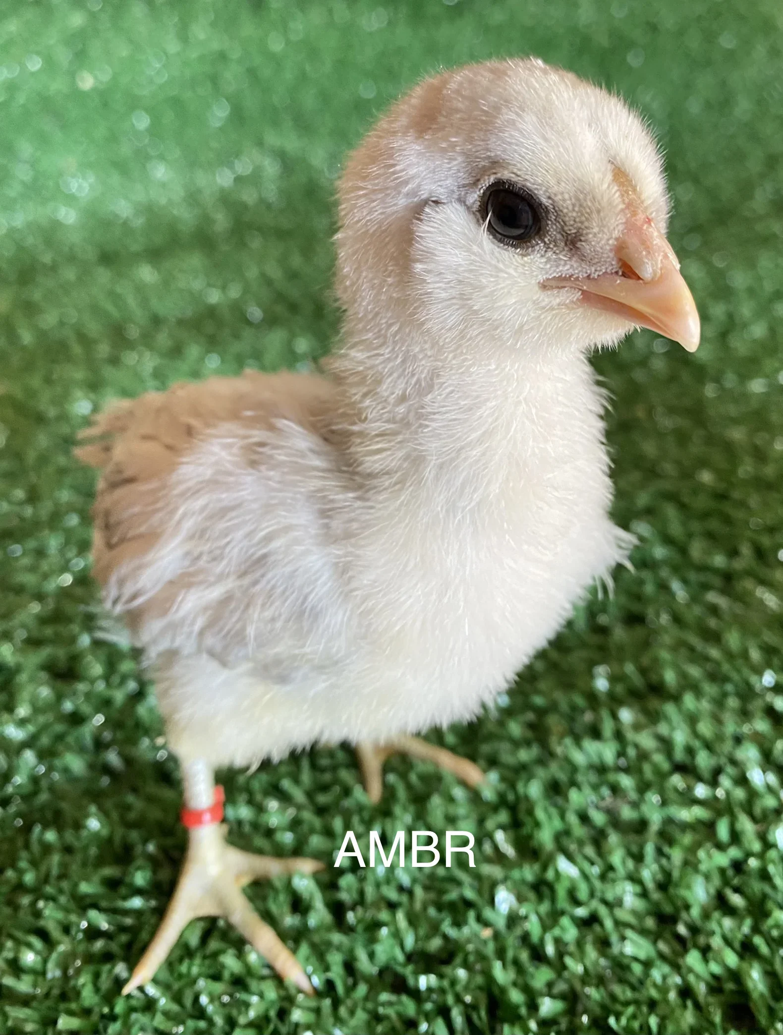 Sexagem de pintinhos Ameraucana