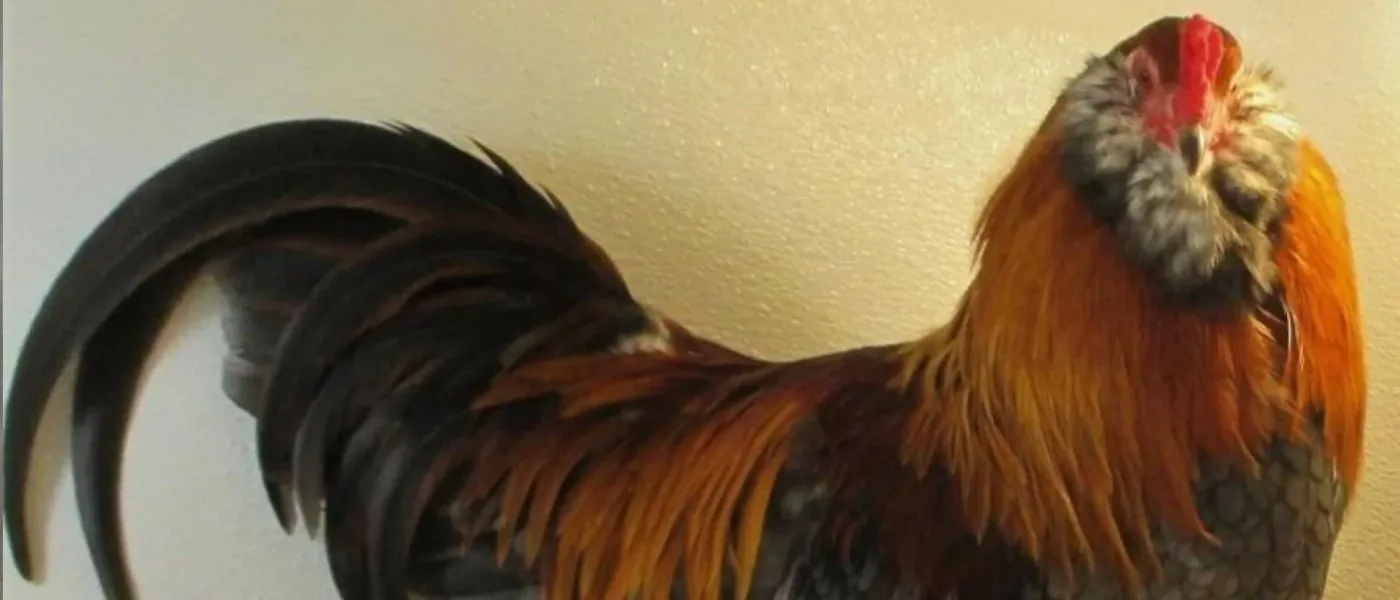 Ameraucana Trigo Azul