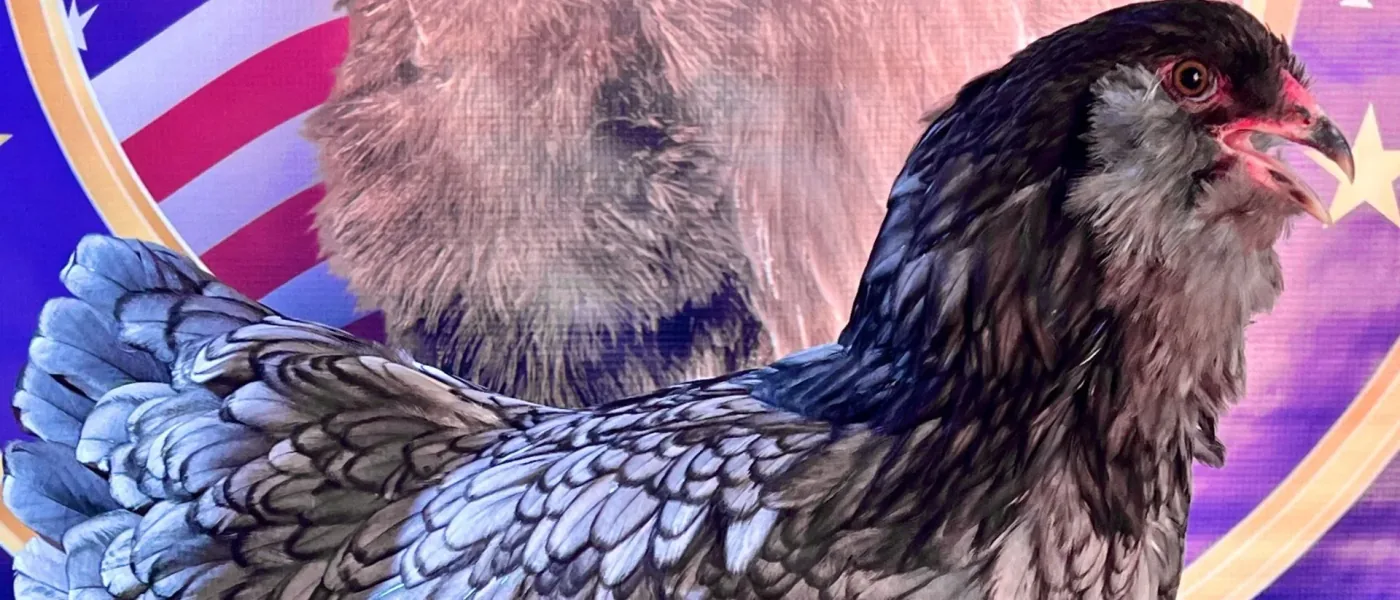 Ameraucana Azul