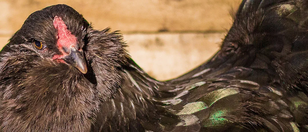 Ameraucana Black