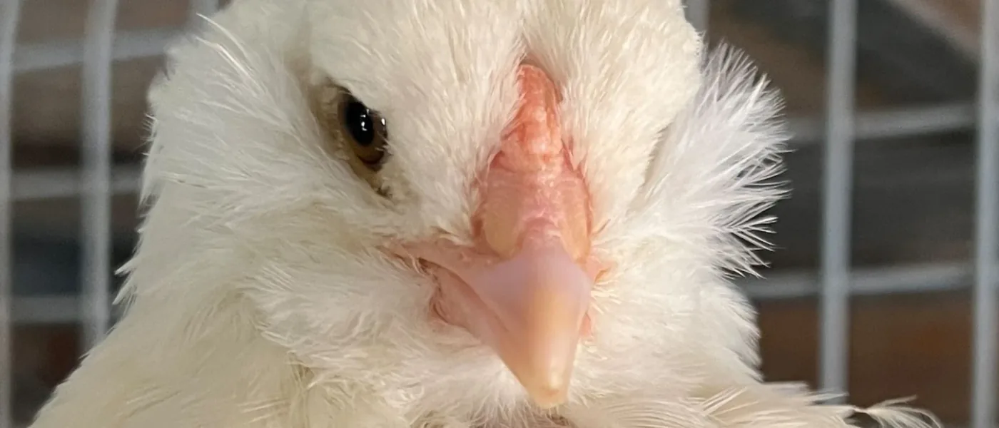 Ameraucana Branca
