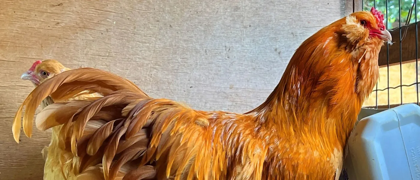 Ameraucana Buff