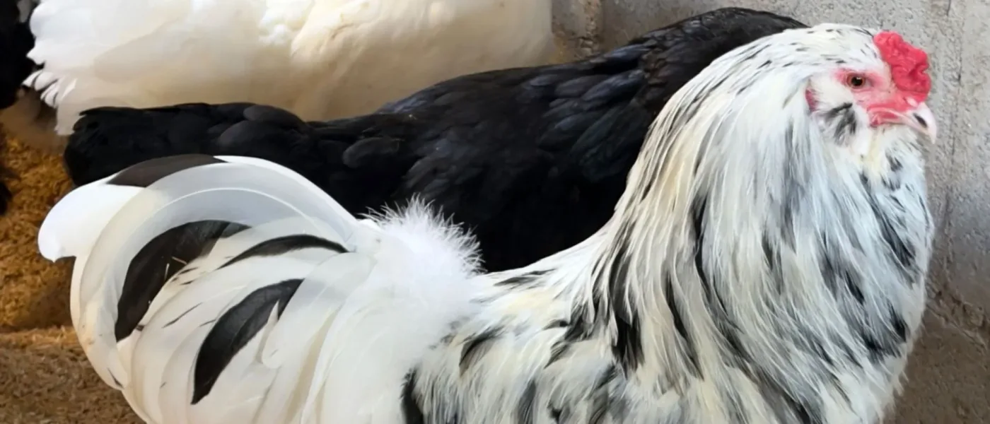 Ameraucana Ermine