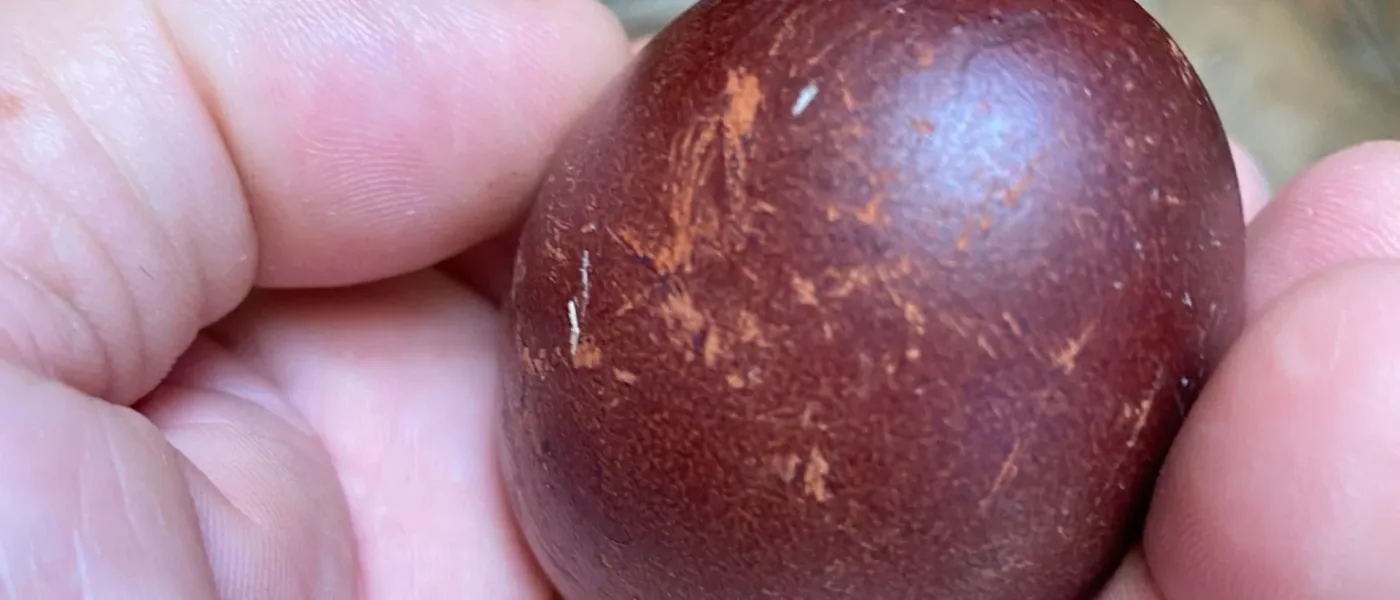 Marans Brasil