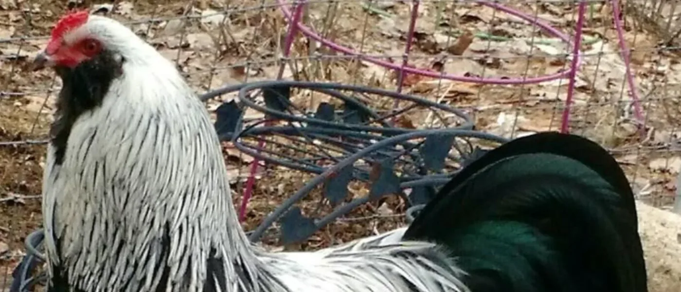 Ameraucana Prata