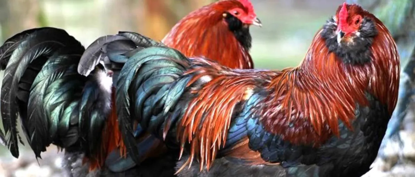 Ameraucana Trigo