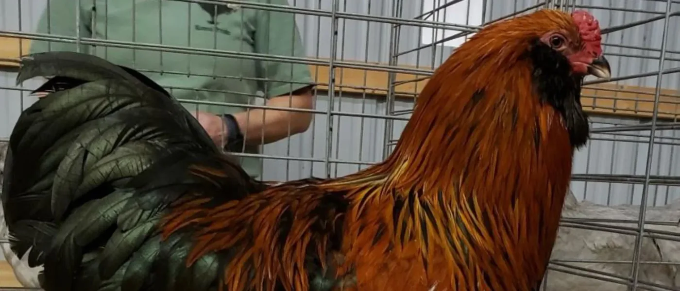 Ameraucana Marrom Vermelho