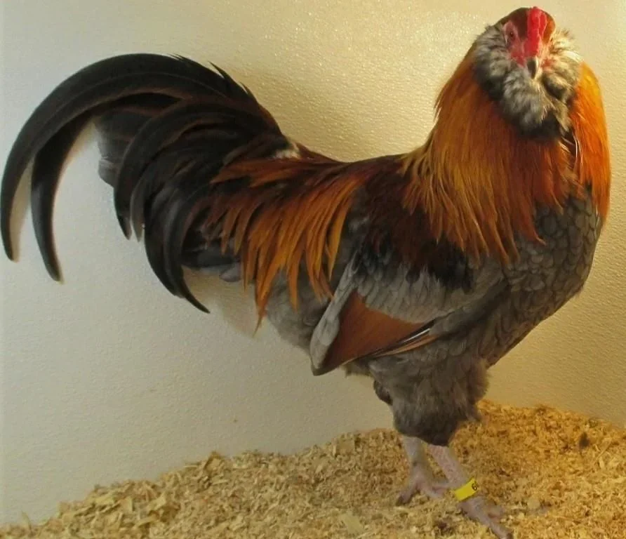 Galo Ameraucana Azul Trigo