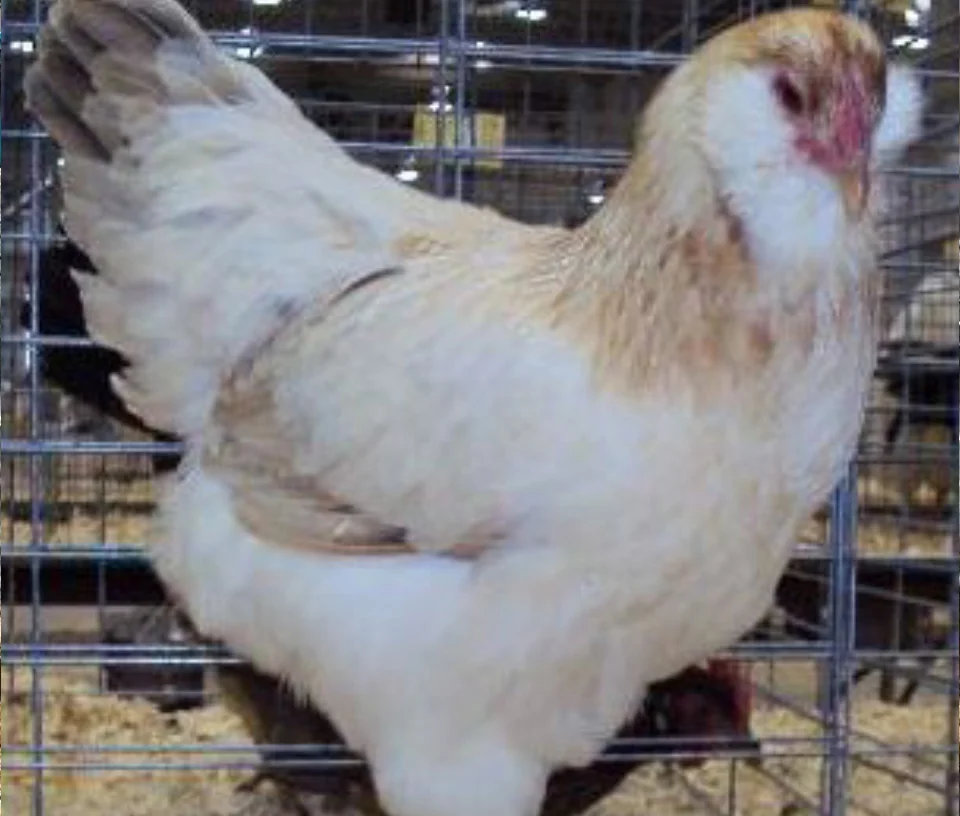 Galinha Ameraucana Azul Trigo